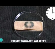 Button Battery Injury Simulation
