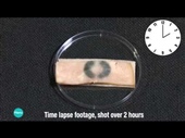 Button Battery Injury Simulation